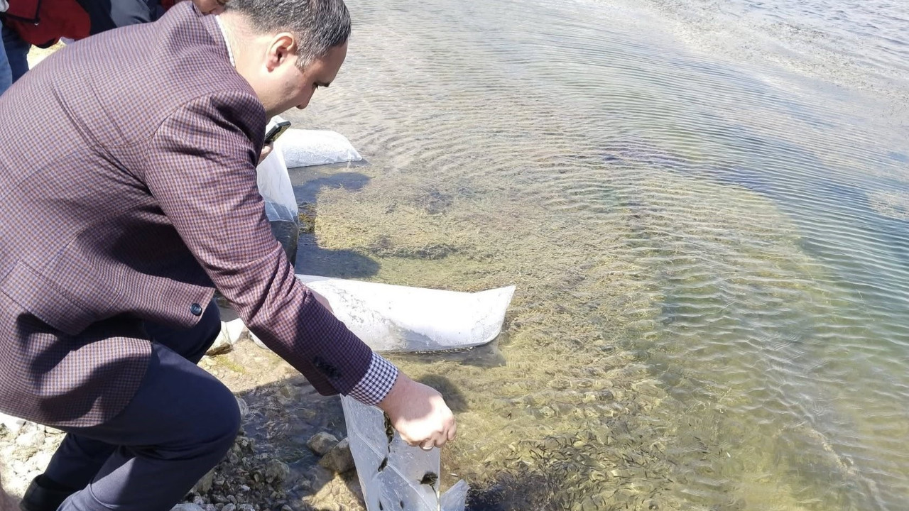 140 bin sazan yavrusu göletle buluştu