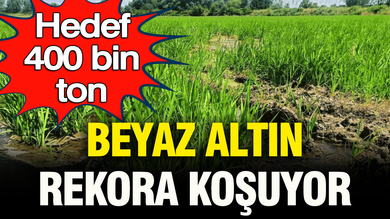 Beyaz altın rekora koşuyor: Hedef 400 bin ton Img