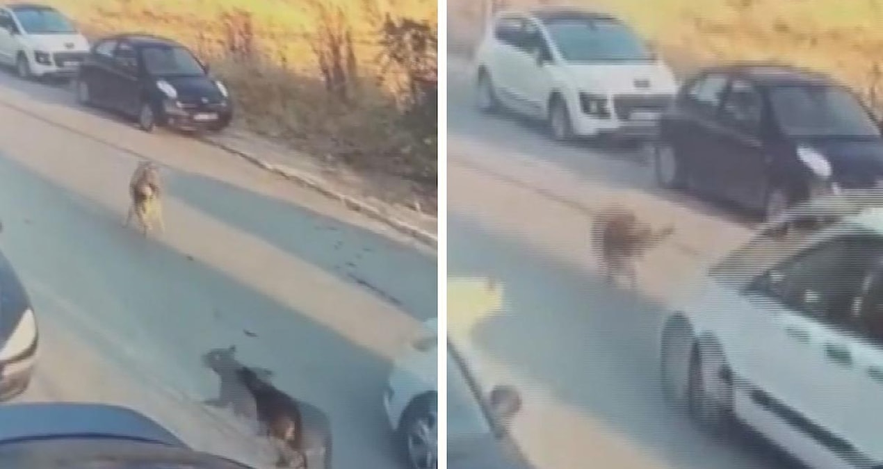 Köpeği kasten ezip öldüren sürücü tutuklandı Img