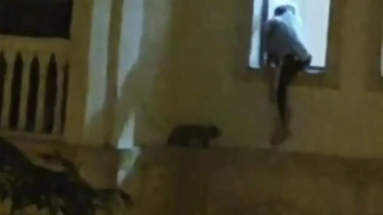 Mardin’de mahsur kalan kedi kurtarıldı Img